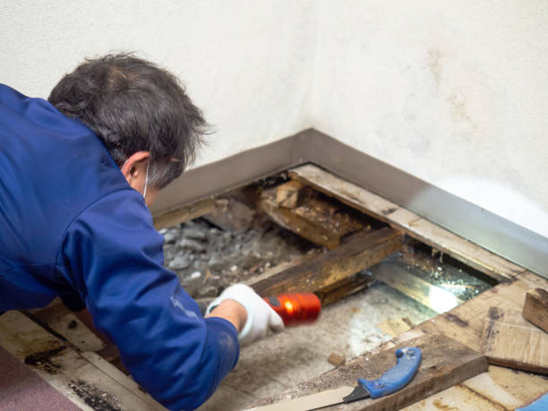 Best Attic Mold Removal  in Newark, NJ