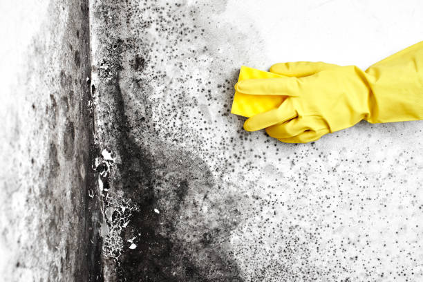 Best Mold Removal Company Near Me  in Newark, NJ