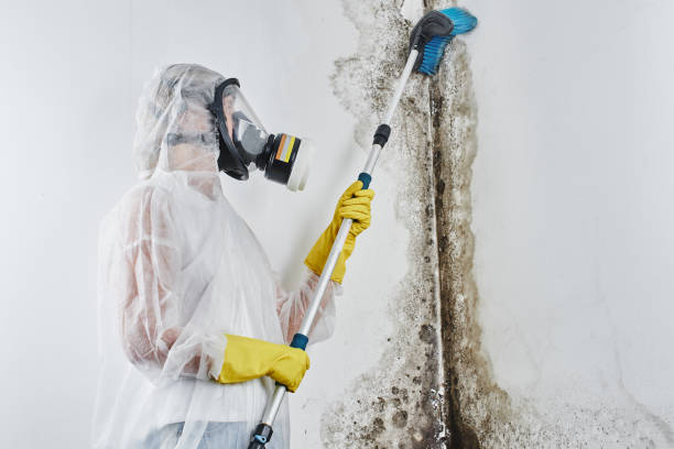 Mold Removal Process in Newark, NJ