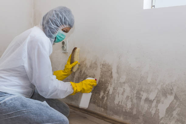 Best Local Mold Removal Service  in Newark, NJ