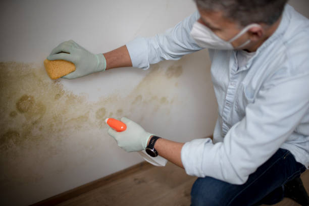 Best Residential Mold Removal  in Newark, NJ