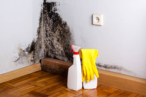 Best Home Mold Removal  in Newark, NJ