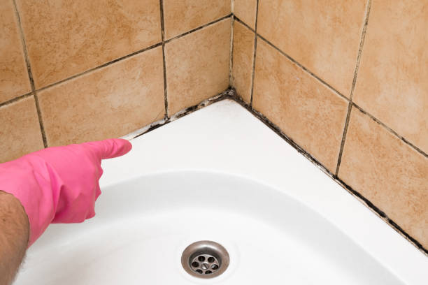 Best Same-Day Mold Removal  in Newark, NJ