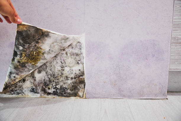 Reliable Newark, NJ Mold Removal Solutions